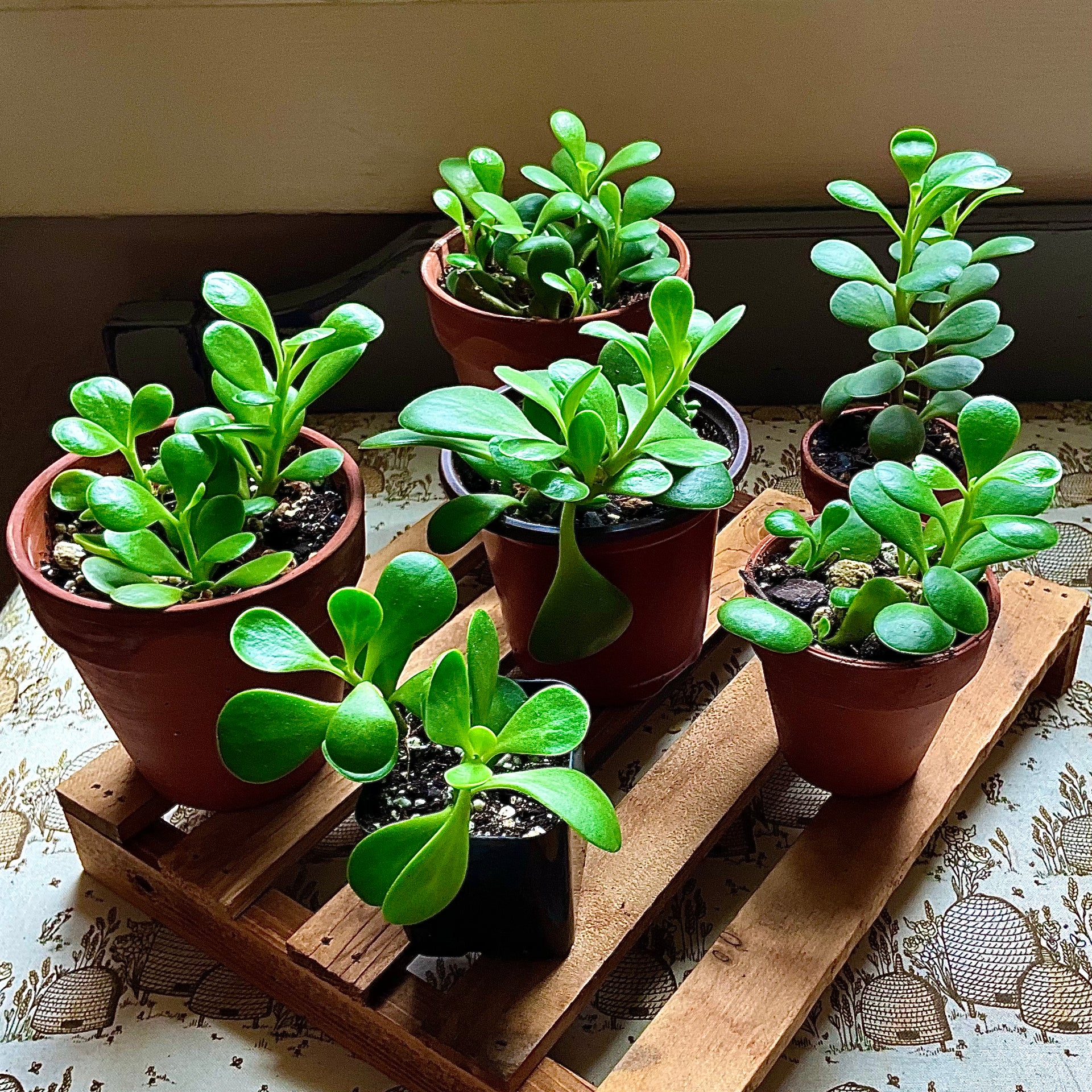 weeping jade succulent Weeping Jade – mj.cultivates