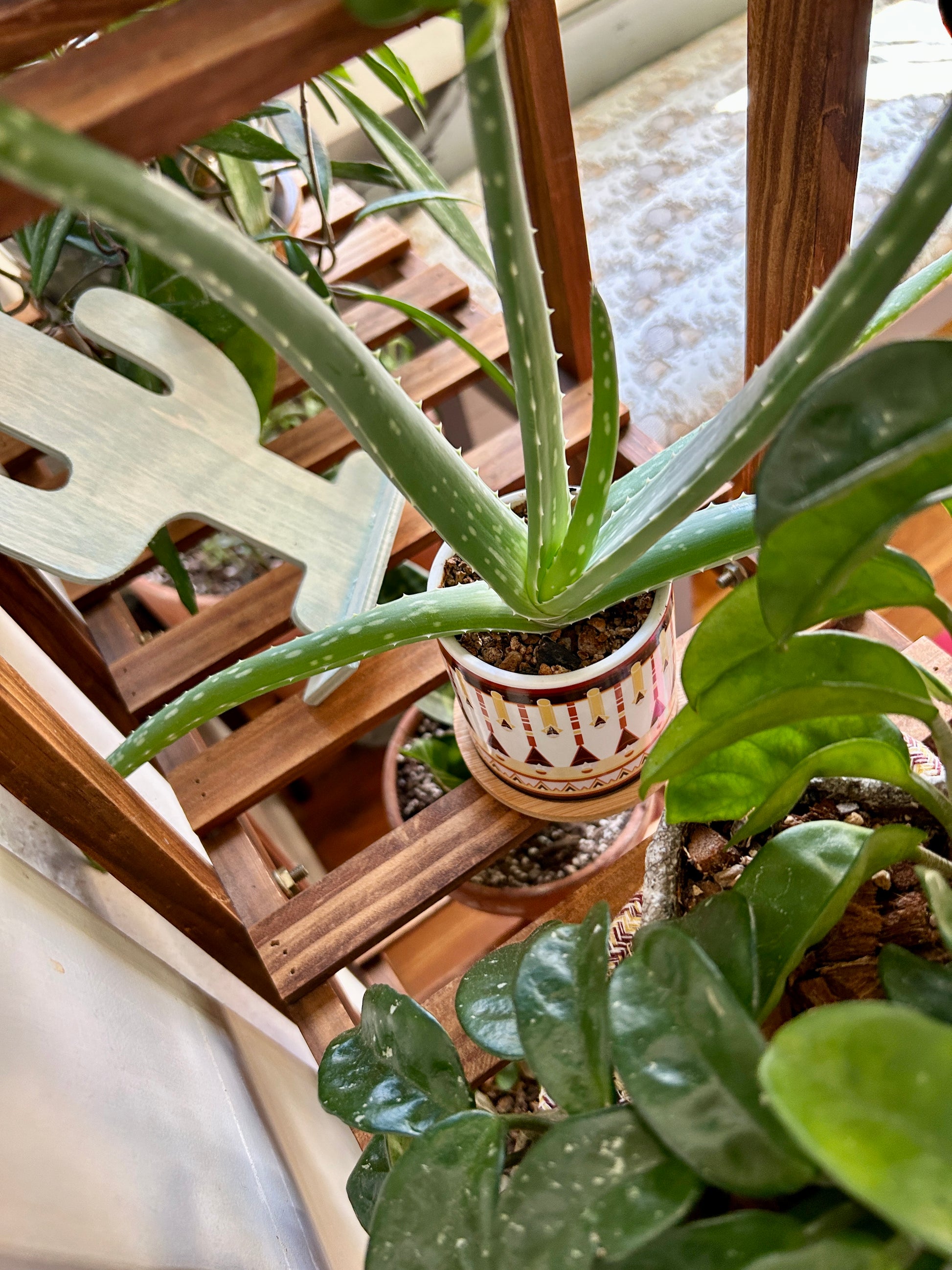 aloe vera plant curling Aloe Vera – mj.cultivates