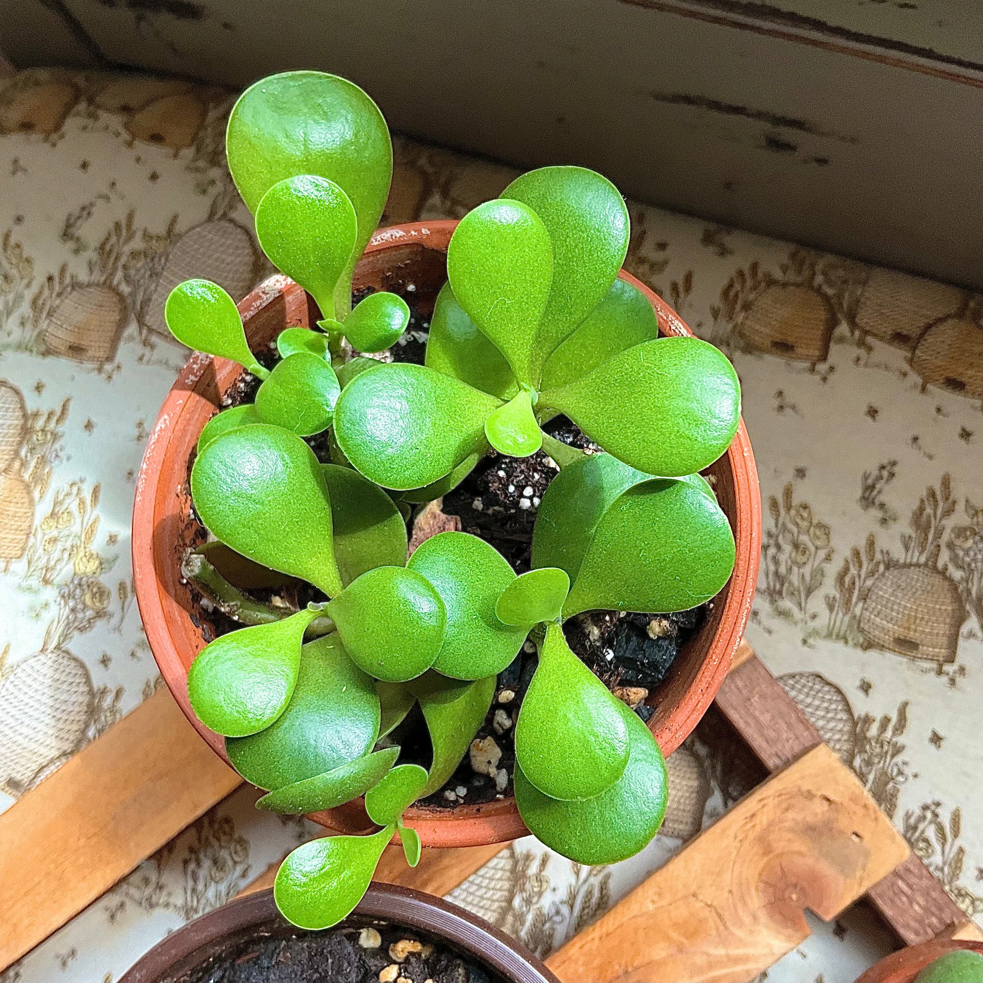 weeping jade succulent Weeping Jade