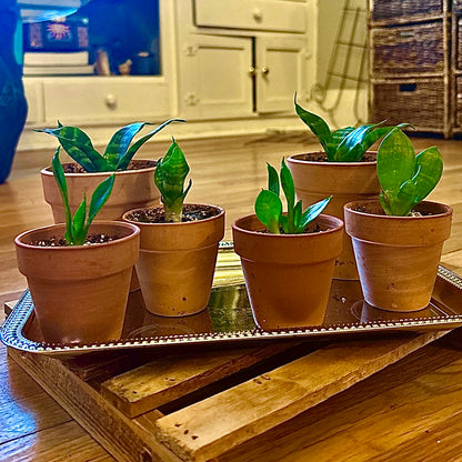 Bird’s Nest Snake Plant