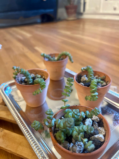 baby necklace succulent propagation Baby Necklace – mj.cultivates