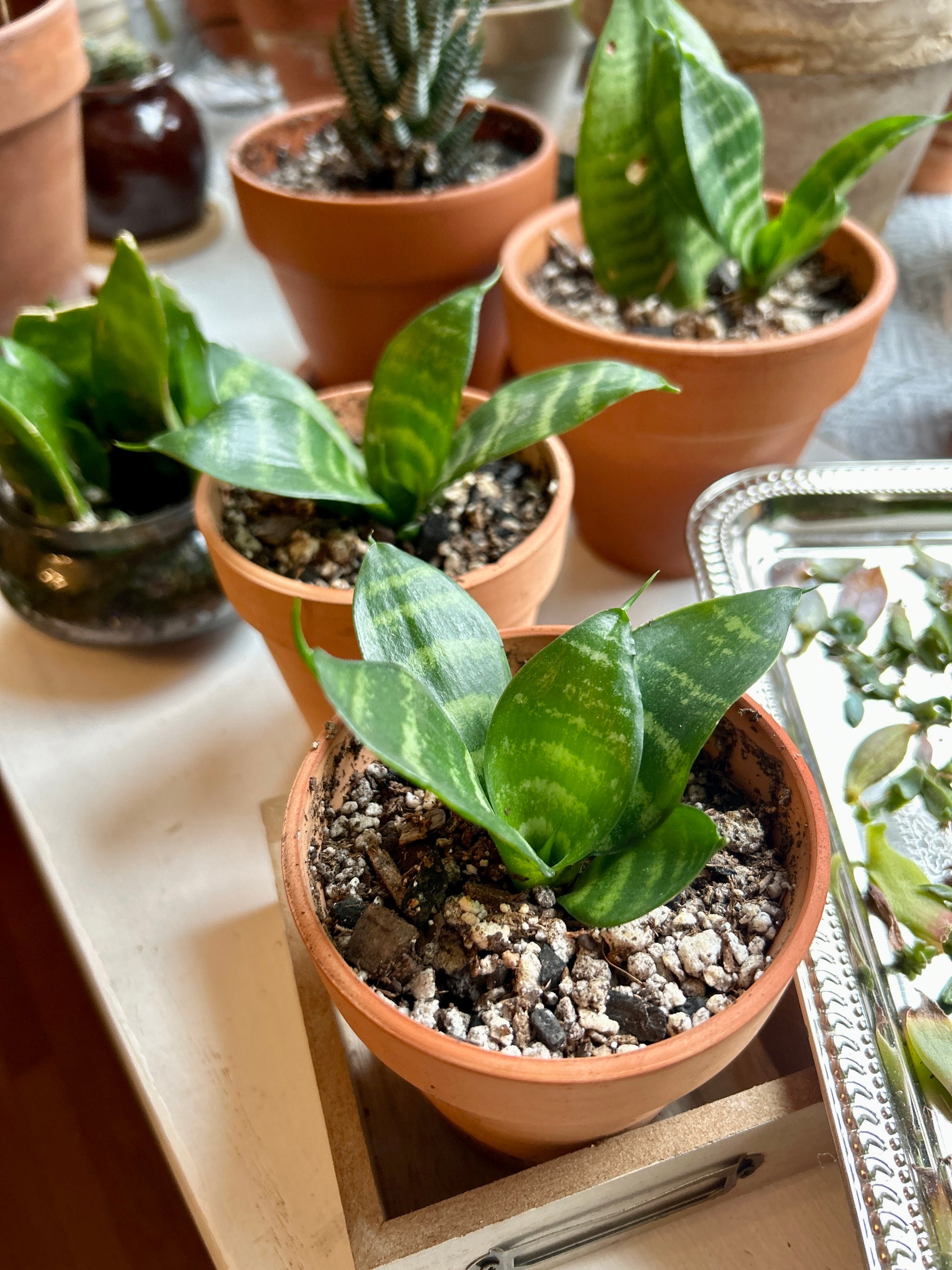 bird nest sansevieria Bird’s Nest Snake Plant