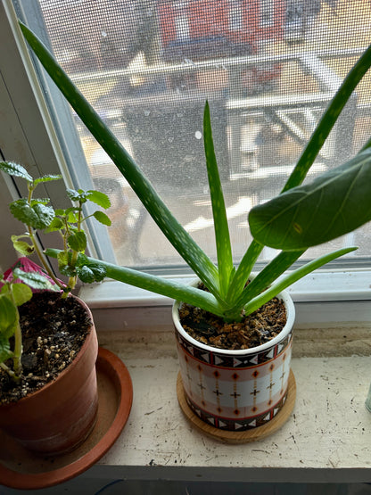 curly aloe vera plant Aloe Vera – mj.cultivates