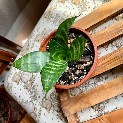 birdsnest snake plant vase life Bird's Nest Snake Plant – mj.cultivates