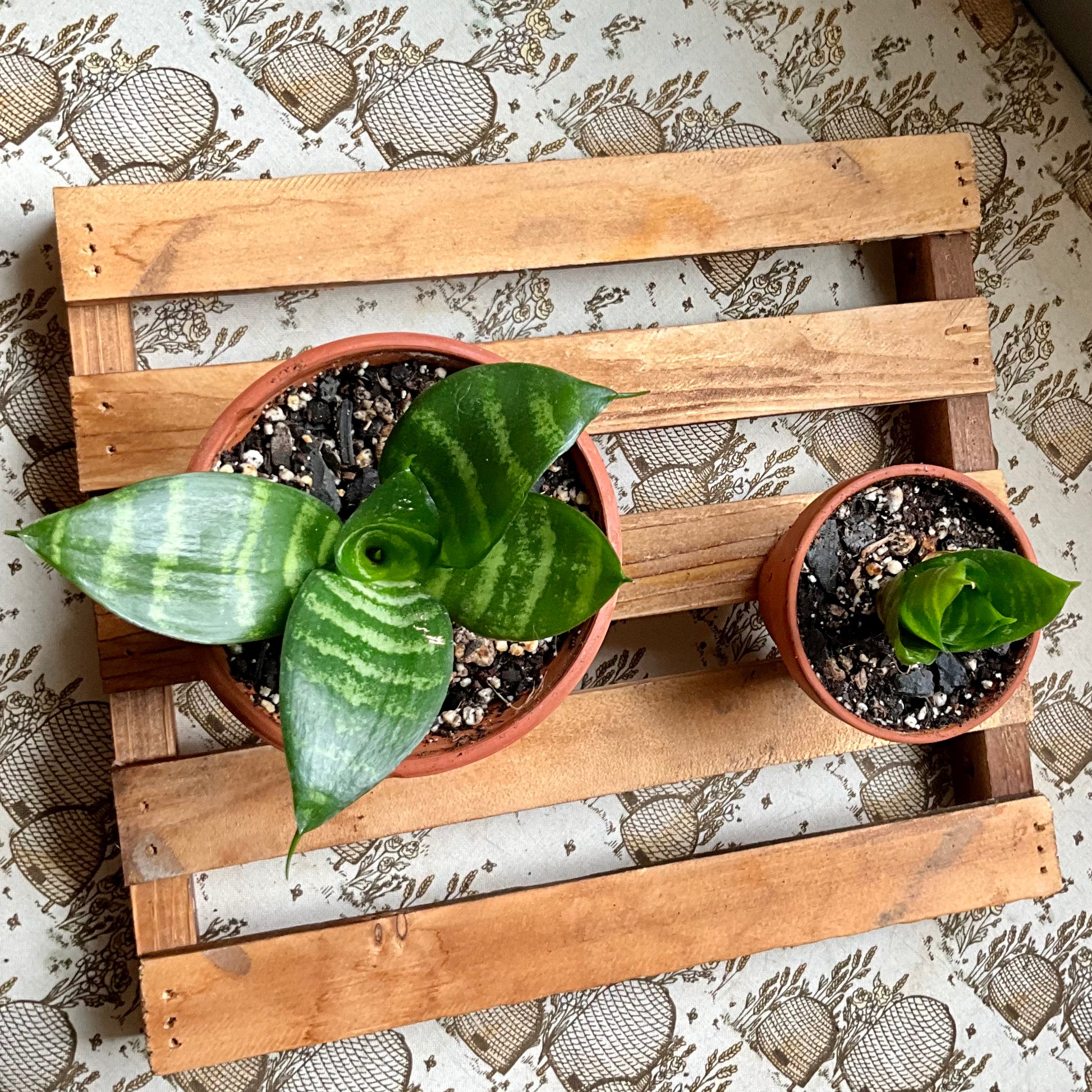 birds nest succulent Bird’s Nest Snake Plant
