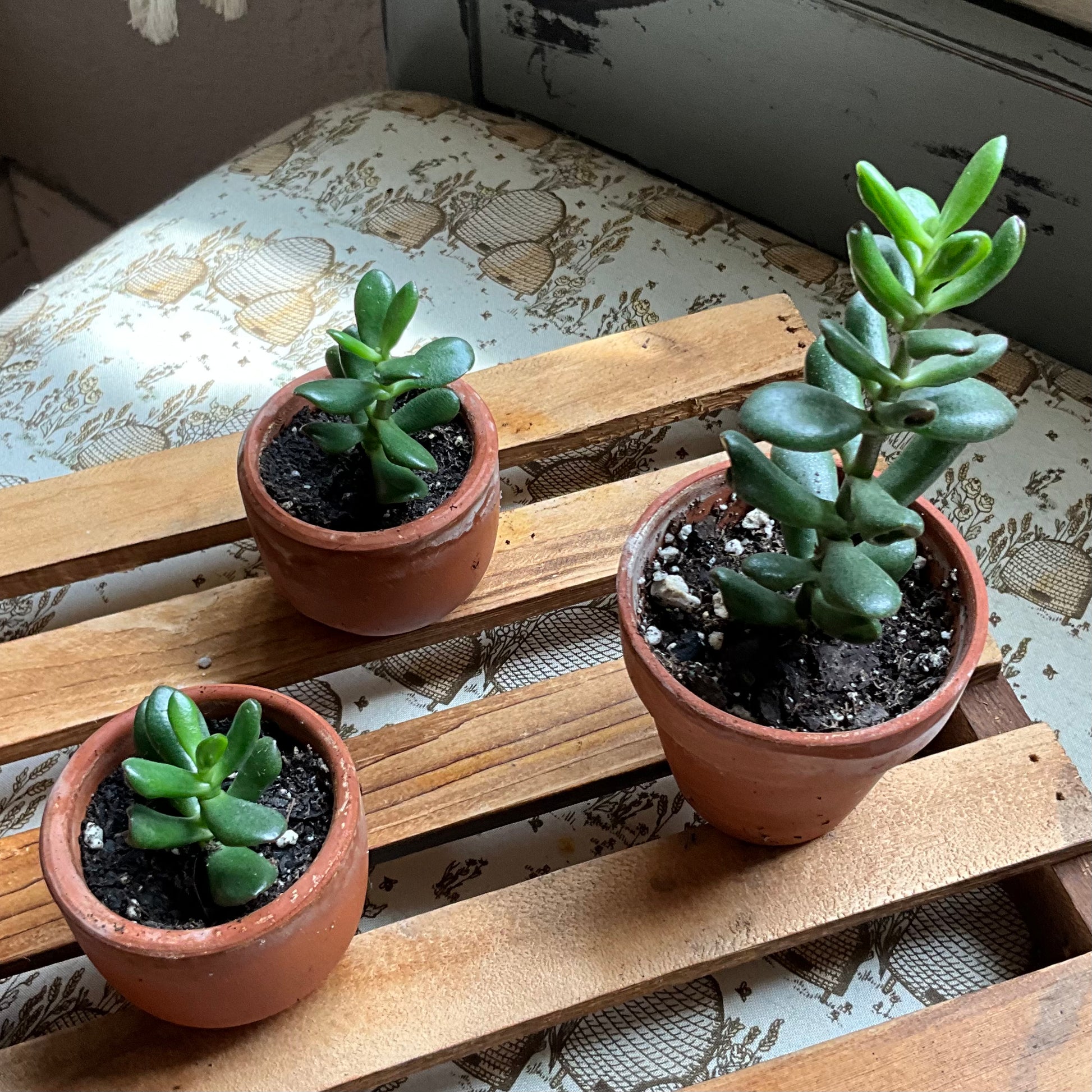 ogre ears succulent propagation Ogre Ears – mj.cultivates