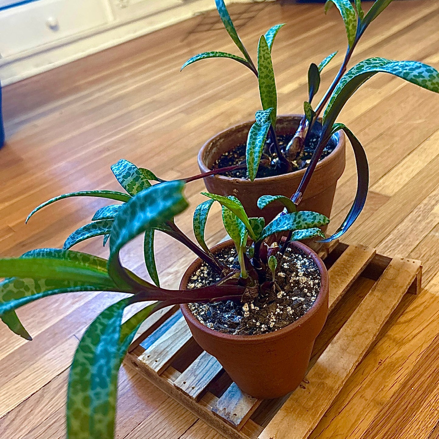 leopard lily indoor plant Leopard Lily