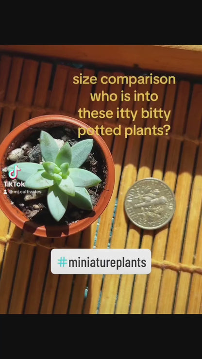 Pygmy Potted House Plant